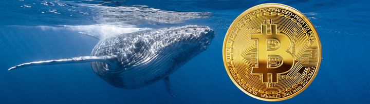 "Baleias seguem comprando BTC acima de 100 mil dólares!" “Ouro Brilha Mais que Nunca!” “Dólar em alta.”